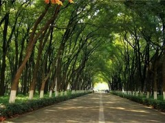 益阳培楠高考补习学校高考复读升学率分析与提升策略
